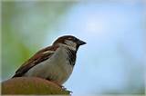 Kindness to a sparrow....
